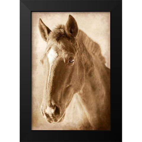 Wild Stallion 1 Black Modern Wood Framed Art Print by Prime, Marcus