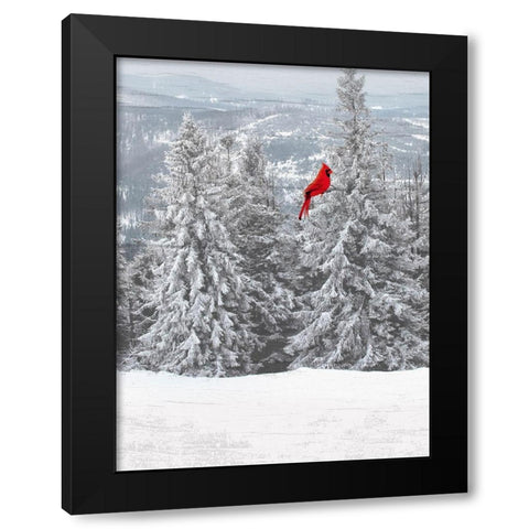 Merry Cardinal 1 Black Modern Wood Framed Art Print by Prime, Marcus