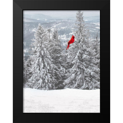Merry Cardinal 1 Black Modern Wood Framed Art Print by Prime, Marcus