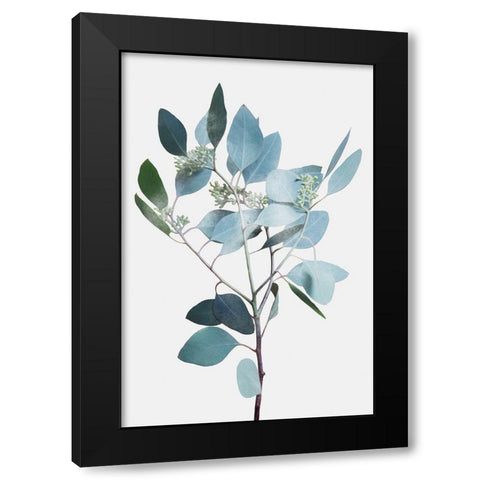 Misty Eucalyptus 2 Black Modern Wood Framed Art Print by Prime, Marcus