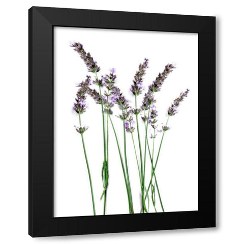 Lavender Desires Black Modern Wood Framed Art Print with Double Matting by Prime, Marcus