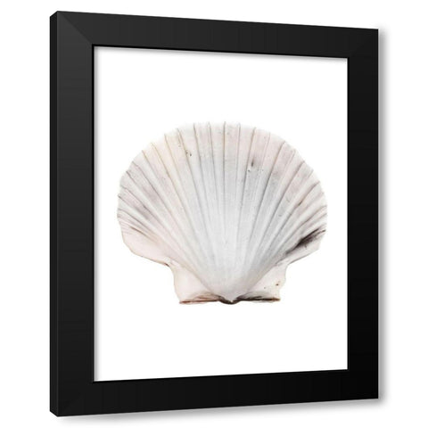 Calming Shell Black Modern Wood Framed Art Print with Double Matting by Prime, Marcus