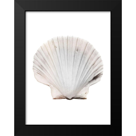 Calming Shell Black Modern Wood Framed Art Print by Prime, Marcus