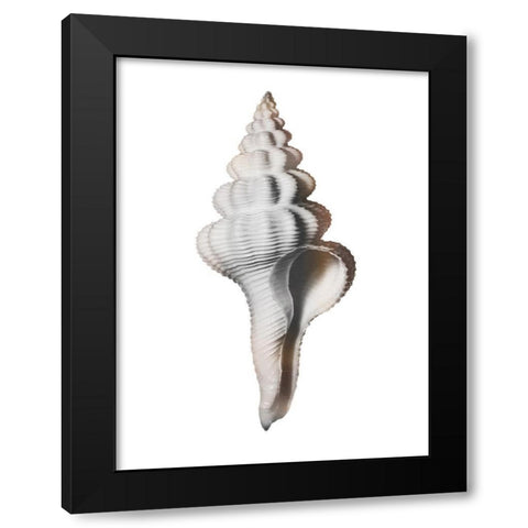 Calming Spiral Shell Black Modern Wood Framed Art Print with Double Matting by Prime, Marcus