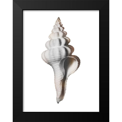 Calming Spiral Shell Black Modern Wood Framed Art Print by Prime, Marcus