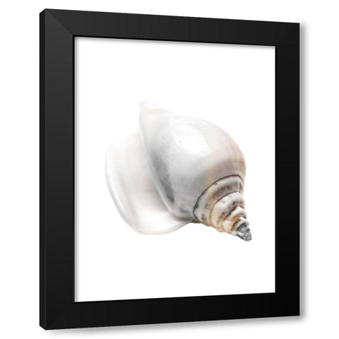 Calming Nautilus Shell Black Modern Wood Framed Art Print with Double Matting by Prime, Marcus