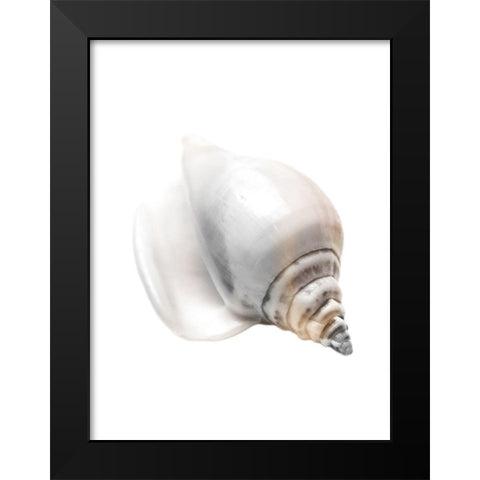 Calming Nautilus Shell Black Modern Wood Framed Art Print by Prime, Marcus