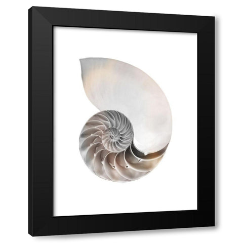 Calming Spiral Shell Black Modern Wood Framed Art Print with Double Matting by Prime, Marcus