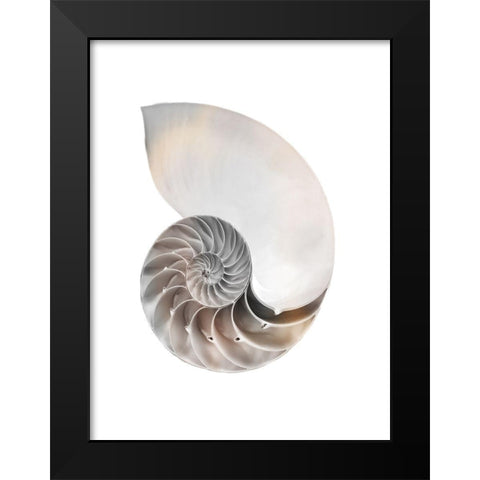 Calming Spiral Shell Black Modern Wood Framed Art Print by Prime, Marcus