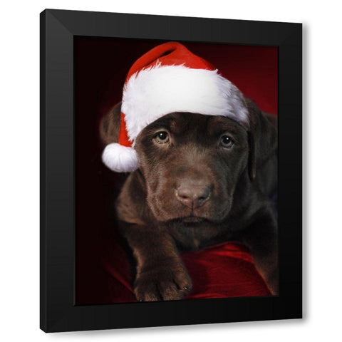 Christmas Pup 1 Black Modern Wood Framed Art Print by Prime, Marcus