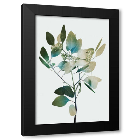 Blonde Eucalyptus 1 Black Modern Wood Framed Art Print by Prime, Marcus