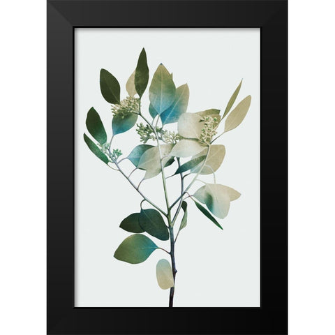Blonde Eucalyptus 1 Black Modern Wood Framed Art Print by Prime, Marcus