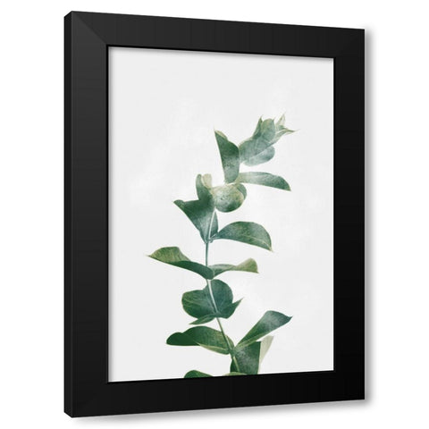 Gold Kissed Eucalyptus Black Modern Wood Framed Art Print with Double Matting by Prime, Marcus