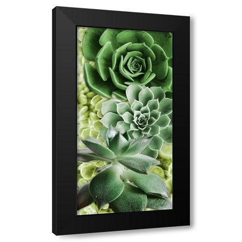 Adored Succulents 5 Black Modern Wood Framed Art Print with Double Matting by Prime, Marcus