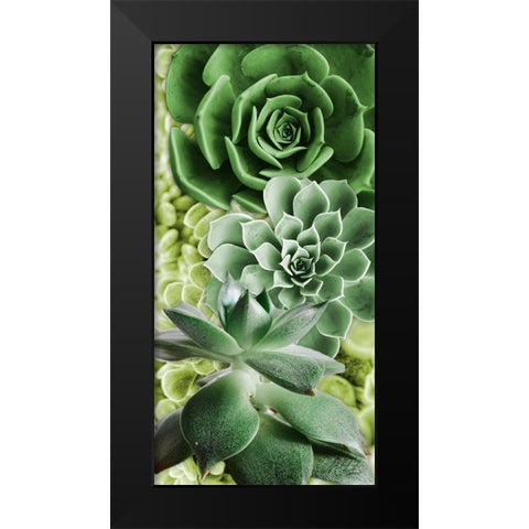 Adored Succulents 5 Black Modern Wood Framed Art Print by Prime, Marcus