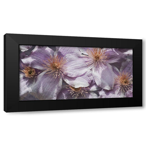 Lavender Explosion 3 Black Modern Wood Framed Art Print with Double Matting by Prime, Marcus