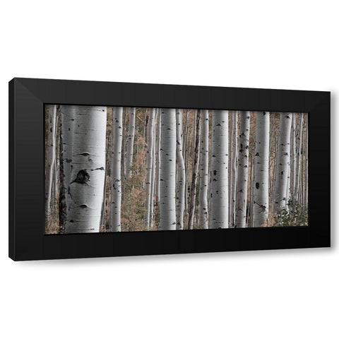 Birch Dream Black Modern Wood Framed Art Print with Double Matting by Prime, Marcus