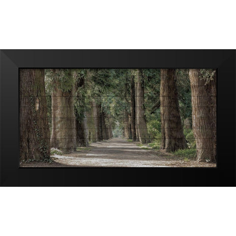 Wilderness Stroll Black Modern Wood Framed Art Print by Prime, Marcus