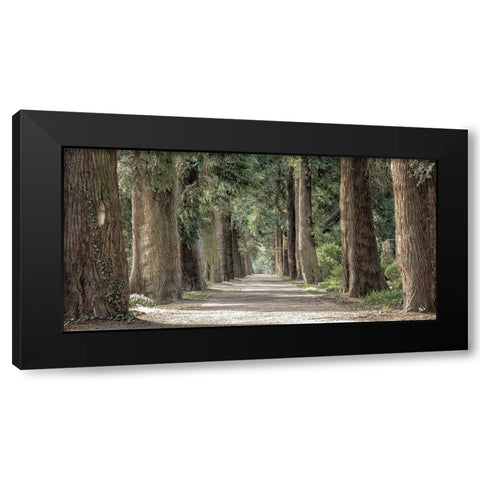 Wilderness Stroll 2 Black Modern Wood Framed Art Print by Prime, Marcus