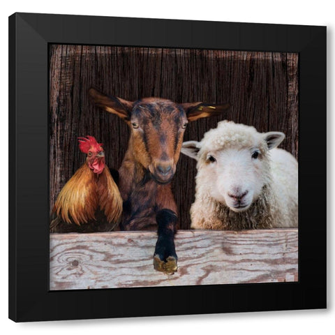 Farm Life Black Modern Wood Framed Art Print with Double Matting by Prime, Marcus