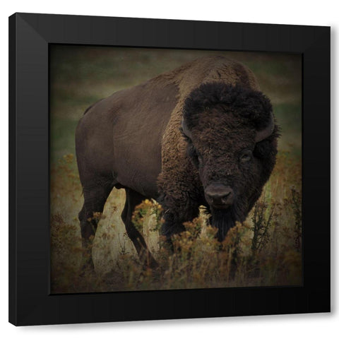 Vigilant Bison Black Modern Wood Framed Art Print with Double Matting by Prime, Marcus