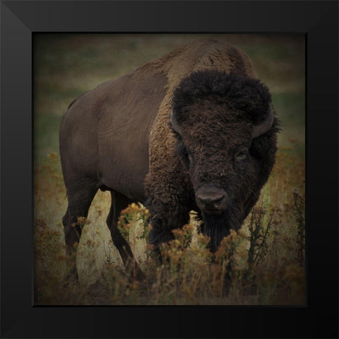 Vigilant Bison Black Modern Wood Framed Art Print by Prime, Marcus