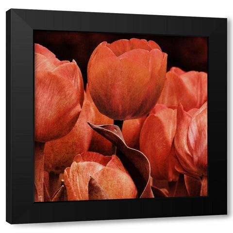 Floral Spice 2 Black Modern Wood Framed Art Print with Double Matting by Prime, Marcus