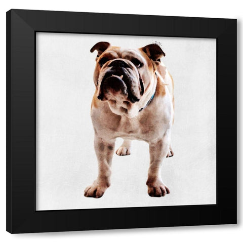 Yearning Bulldog Black Modern Wood Framed Art Print by Prime, Marcus