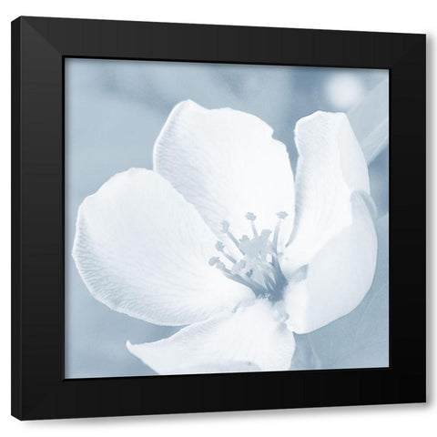 Blooming Love 1 Black Modern Wood Framed Art Print with Double Matting by Prime, Marcus