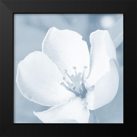 Blooming Love 1 Black Modern Wood Framed Art Print by Prime, Marcus