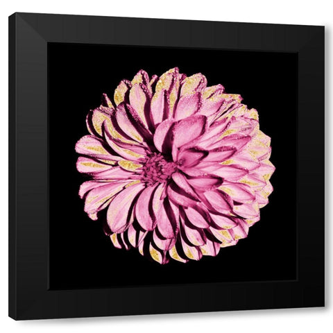 Dahlia Embrace 2 Black Modern Wood Framed Art Print with Double Matting by Prime, Marcus