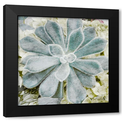 Adored Succulents Black Modern Wood Framed Art Print with Double Matting by Prime, Marcus