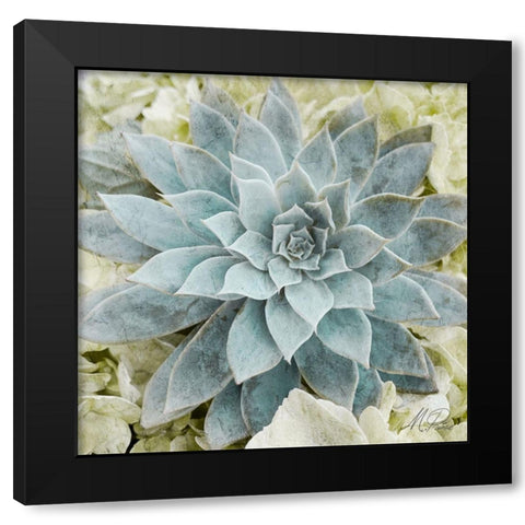 Adored Succulents 2 Black Modern Wood Framed Art Print with Double Matting by Prime, Marcus