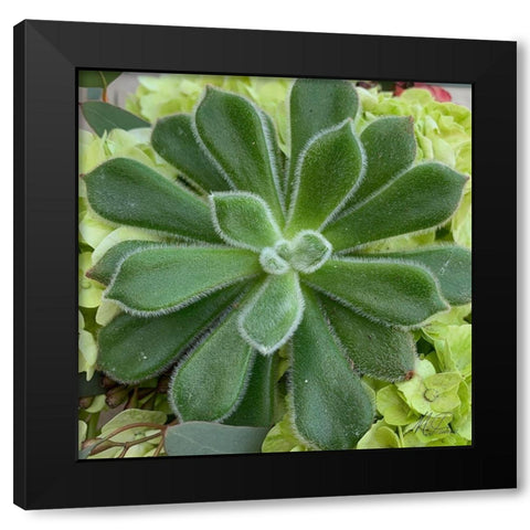 Adored Succulents 4 Black Modern Wood Framed Art Print by Prime, Marcus