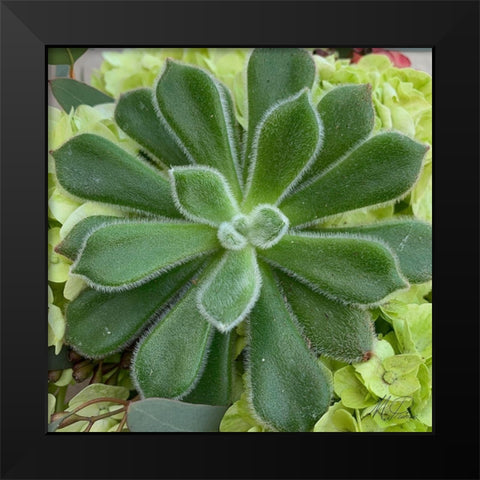Adored Succulents 4 Black Modern Wood Framed Art Print by Prime, Marcus