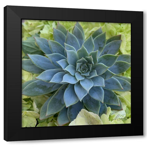 Adored Succulents 4 Black Modern Wood Framed Art Print with Double Matting by Prime, Marcus