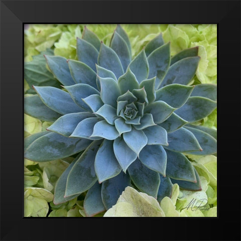 Adored Succulents 4 Black Modern Wood Framed Art Print by Prime, Marcus