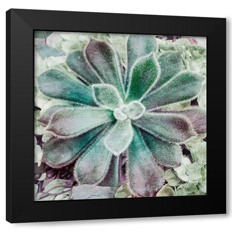 Springtime Succulents 1 Black Modern Wood Framed Art Print with Double Matting by Prime, Marcus