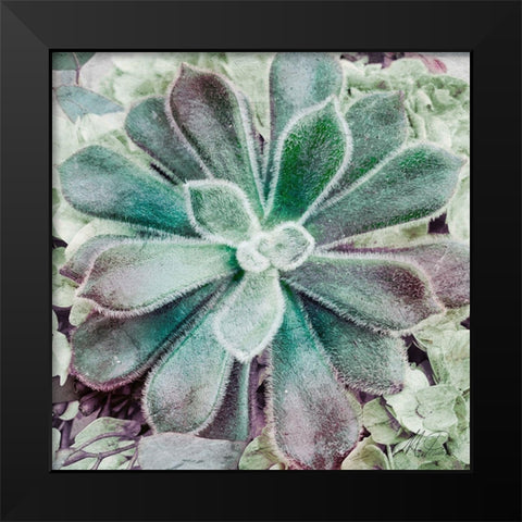 Springtime Succulents 1 Black Modern Wood Framed Art Print by Prime, Marcus
