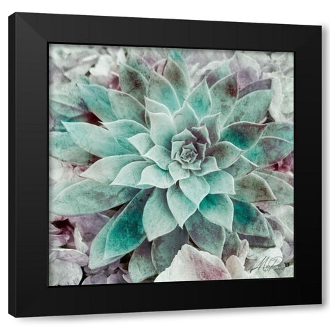 Springtime Succulents 2 Black Modern Wood Framed Art Print by Prime, Marcus