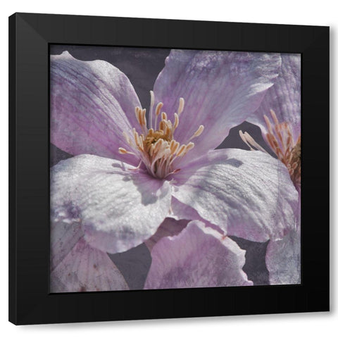 Lavender Explosion 1 Black Modern Wood Framed Art Print with Double Matting by Prime, Marcus