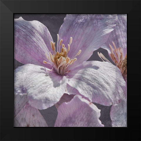 Lavender Explosion 1 Black Modern Wood Framed Art Print by Prime, Marcus