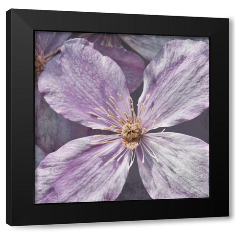 Lavender Explosion 2 Black Modern Wood Framed Art Print with Double Matting by Prime, Marcus