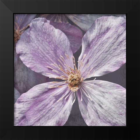 Lavender Explosion 2 Black Modern Wood Framed Art Print by Prime, Marcus