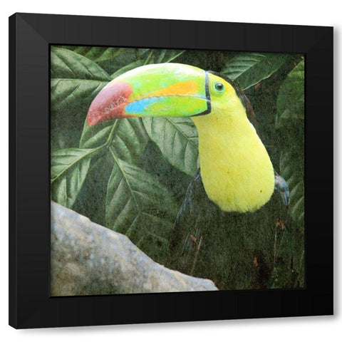 Sam Toucan Black Modern Wood Framed Art Print with Double Matting by Prime, Marcus