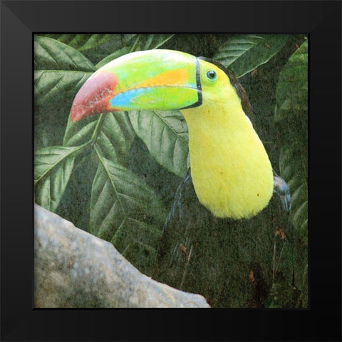 Sam Toucan Black Modern Wood Framed Art Print by Prime, Marcus