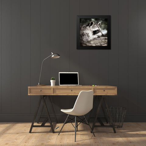 Pondering Raccoon Black Modern Wood Framed Art Print by Prime, Marcus