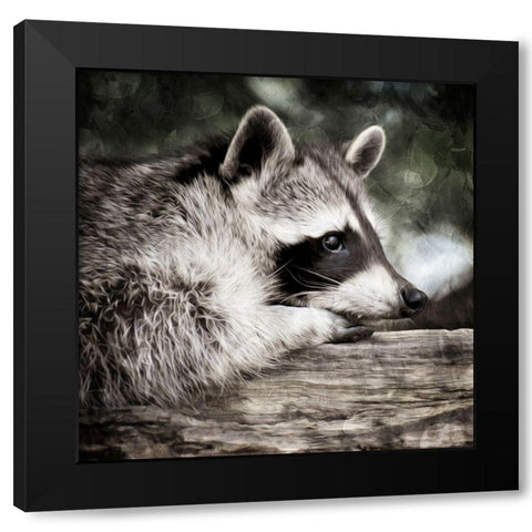 Pondering Raccoon Black Modern Wood Framed Art Print with Double Matting by Prime, Marcus