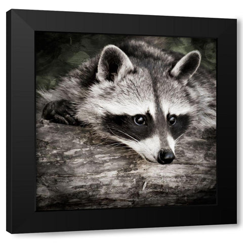 Pondering Raccoon 2 Black Modern Wood Framed Art Print by Prime, Marcus