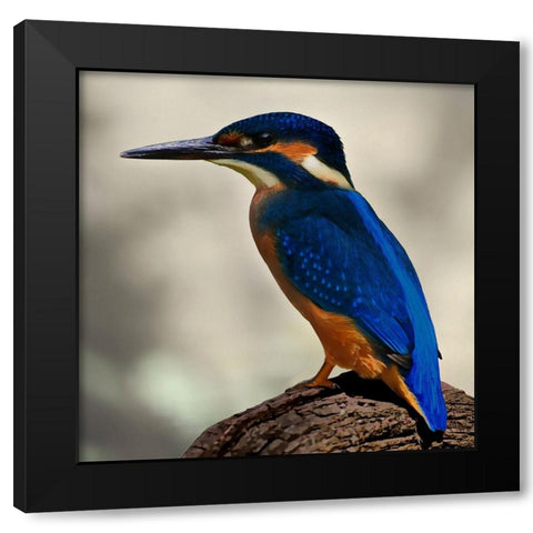Perching Fellow Black Modern Wood Framed Art Print by Prime, Marcus